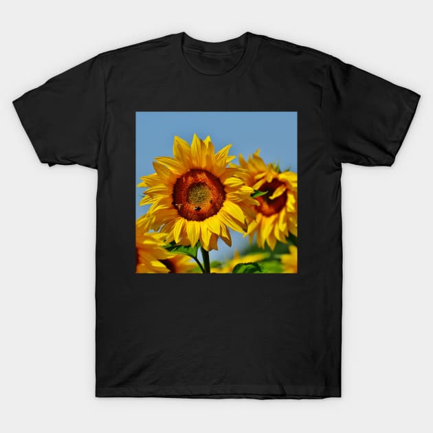 Sunflower with bees. T-Shirt by Rosettemusicandguitar